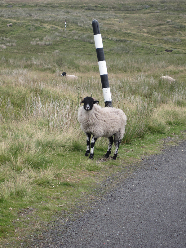 A Northumberland sheep