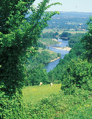 sheep Dordogne Valley