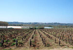Grapevines growing by the Loire