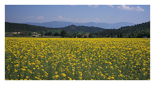 provence field of yellow flowers