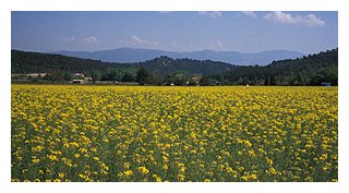 biking by flowers in Provence