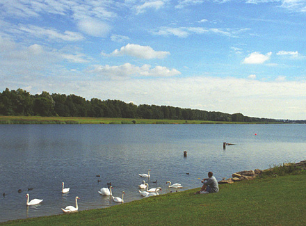 Swans in the VAares basin