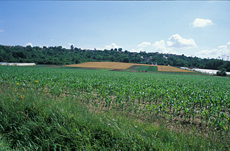 Cornfields near Villevaudé